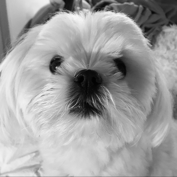 Meet your Posher, Holly - Picture 7 of 8